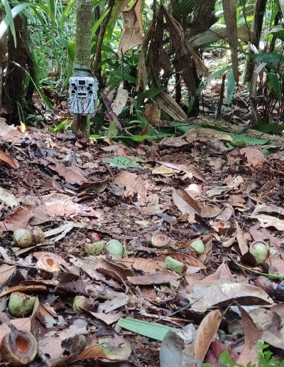 Camera trap on the ground of Amazonian neotropical forest